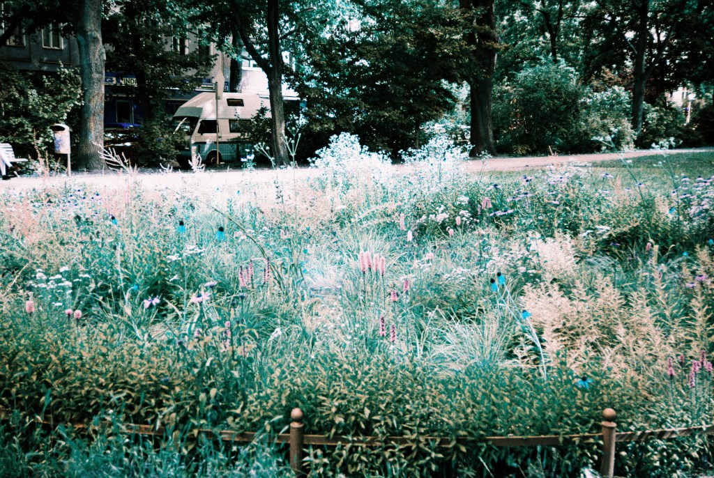 civciv ile tavuk / the chick and the&nbsp;hen